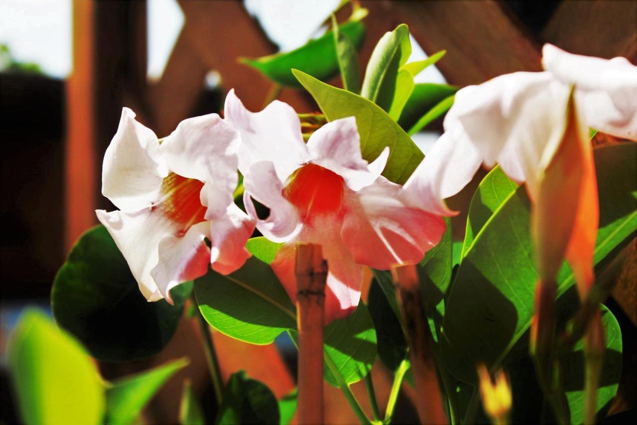 Mansarda Fiorita Bed & Breakfast Abatemarco ภายนอก รูปภาพ
